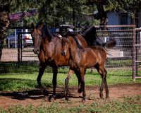SweetSugar&SpiceRS_0822_0125HiRes