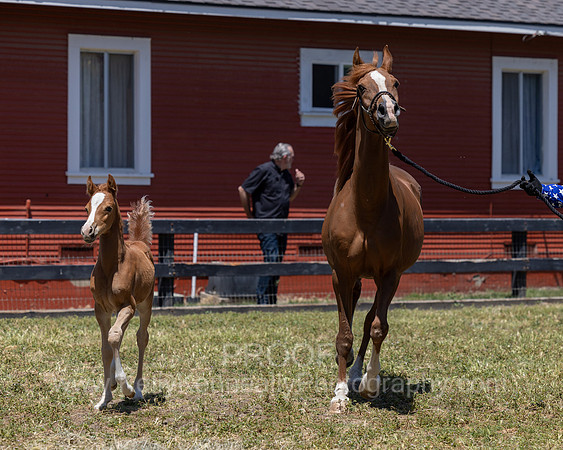 ShermanRanch0524_1701