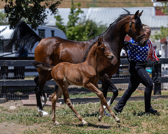 ShermanRanch0524_2460