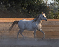 NechoMay25_4452