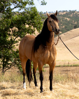 EA_Buckskin-2656