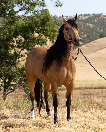 EA_Buckskin-2656