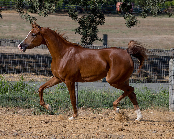 TesoraFall16_0125