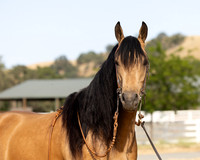 EA_Buckskin-2948