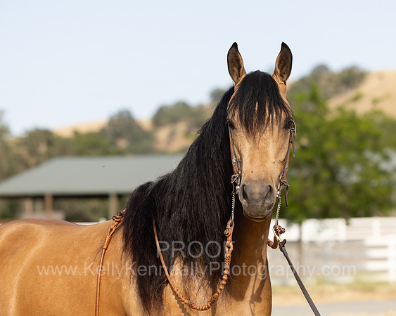 EA_Buckskin-2948