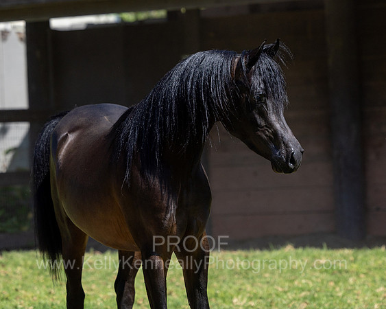 PrinceMacV_0625_6340