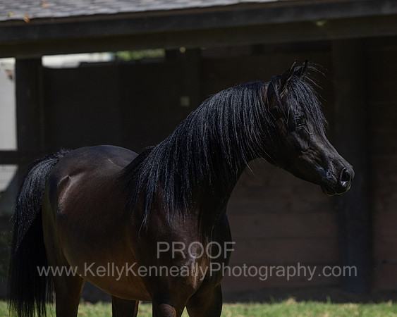 PrinceMacV_0625_6348