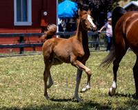 ShermanRanch0524_1054