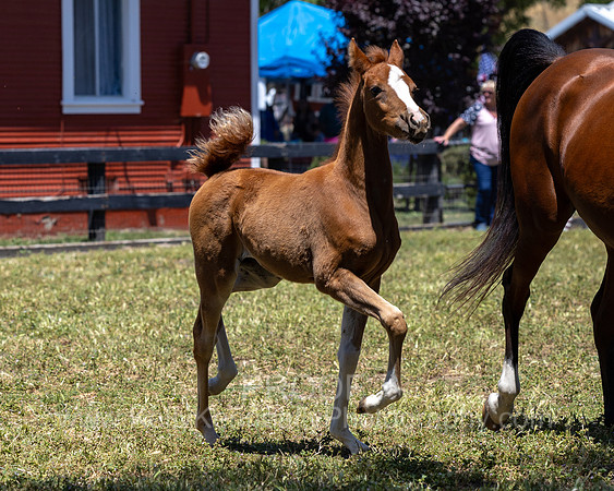 ShermanRanch0524_1054