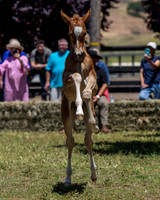 ShermanRanch0524_3701