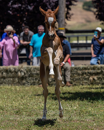 ShermanRanch0524_3701