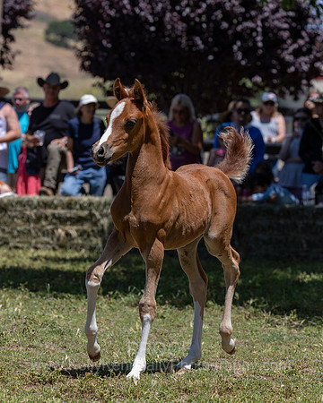 ShermanRanch0524_2407