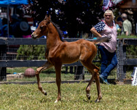 ShermanRanch0524_2536
