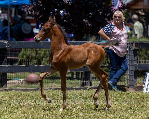 ShermanRanch0524_2536