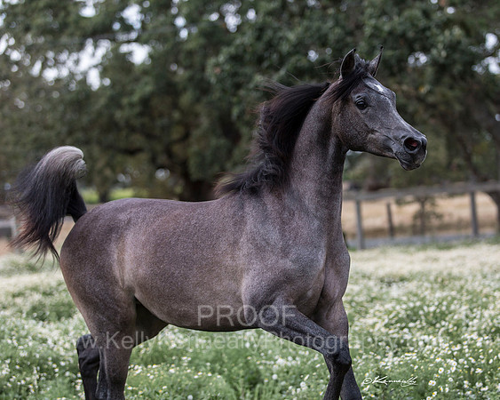 WOF_BeyShadow_062015_163