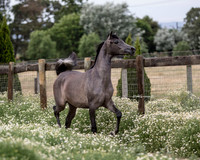 WOF_BeyShadow_062015_208