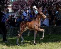 ShermanRanch0524_3242