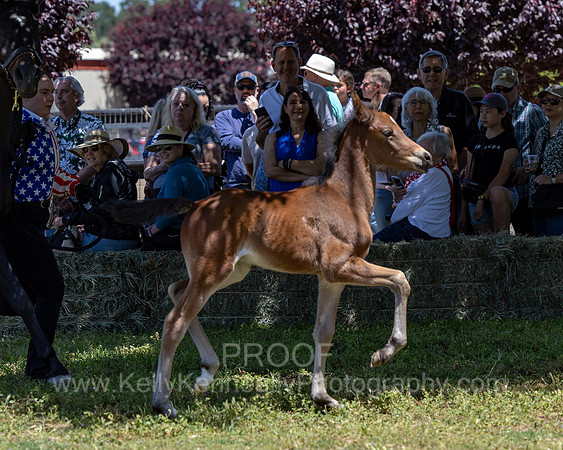 ShermanRanch0524_3242