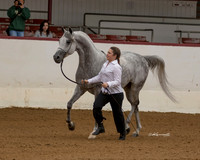 Classes 1 - 5 Gelding Halter Classes