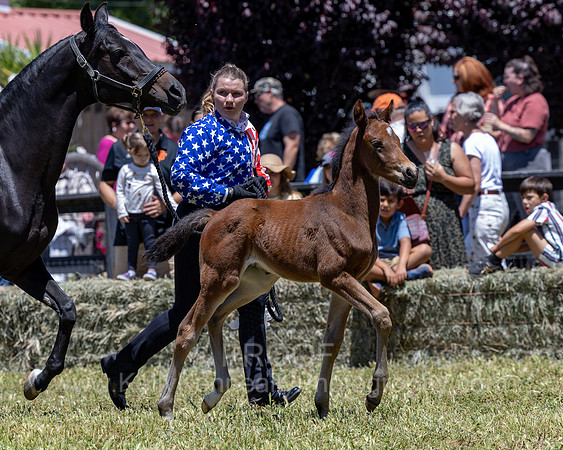 ShermanRanch0524_3189