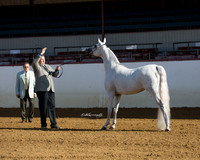 201 - HA/AA Mare Champioship - 2 Yrs/Over