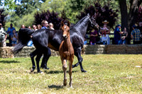 ShermanRanch0524_3249