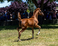 ShermanRanch0524_0271