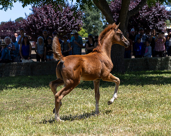 ShermanRanch0524_0271
