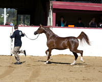 206 - Arabian Filly Breeding Championship - Two Year Olds