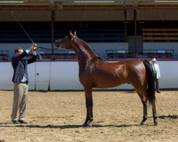 210 Arabian Colt 2 Yr Olds