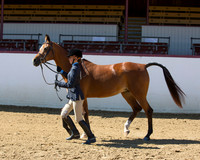 Class 211 Youth Showmanship
