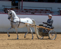 Class 227 Arabian Country Pl Driving Championship