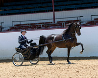 Class 396 Arabian Pl Driving Championship