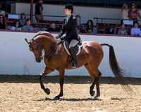 Class 232 Arabian Hunter Pl Championship JOTR 14-18
