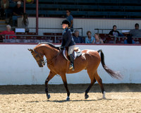 Class 234B Arabian Hunter Pl Championship JTR Select 14 & Under