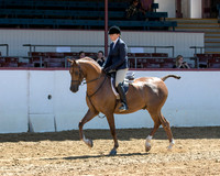 Class 236 Arabian Hunter Pl Championship AATR Primetime