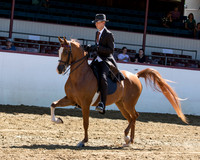 Class 237 Arabian Country Pl Championship Jr Horse 5 & Under