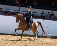 Class 241 Arabian Country English Pl Championship AAOTR 19 Yrs/Over