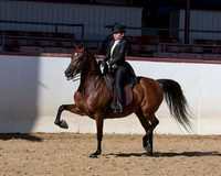 Class 242 HA/AA English Pl Championship JTR 18 Yrs/Under