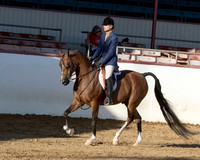 Class 244 Arabian Hunter Pl Championship AAOTR 55 Yrs & Over