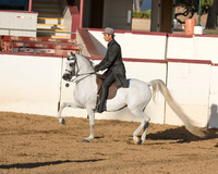 Class 247 Arabian Country English Pl Championship