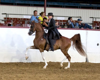 Class 251 Arabian English Pl Championship