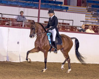 Class 253 HA/AA English Show Hack Championship