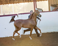 285 Arabian Yearling Filly Breeders Sweepstakes
