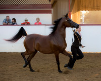 290 Arabian Mare Breeding Championship 3 Yrs. & Over