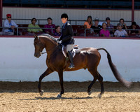 40 Arabian Hunter Pleasure Maiden Horse