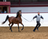 Classes 6 - 14, 198 Filly & Mare Halter