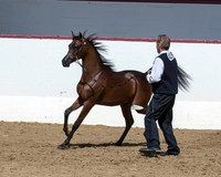 Classes 15 - 21 Colt/Gelding/Stallion Halter