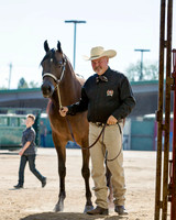 Sunday Halter PreShow Classes 5 - 26