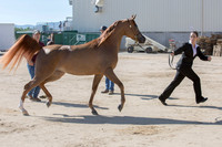 Region3_2015_Sun_0149 copy